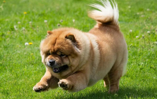 Я думаю, что справлюсь: 10 самых сложных пород