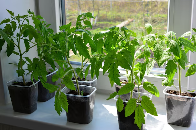 Кидаю по одной щепотке в каждый горшочек. Рассада растёт идеальной. Без подкормок, без лишней суеты