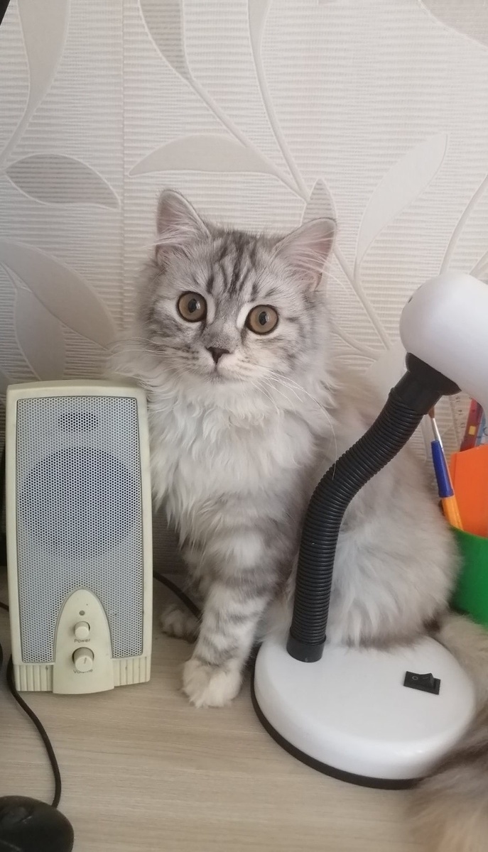 Красавец игруля )))