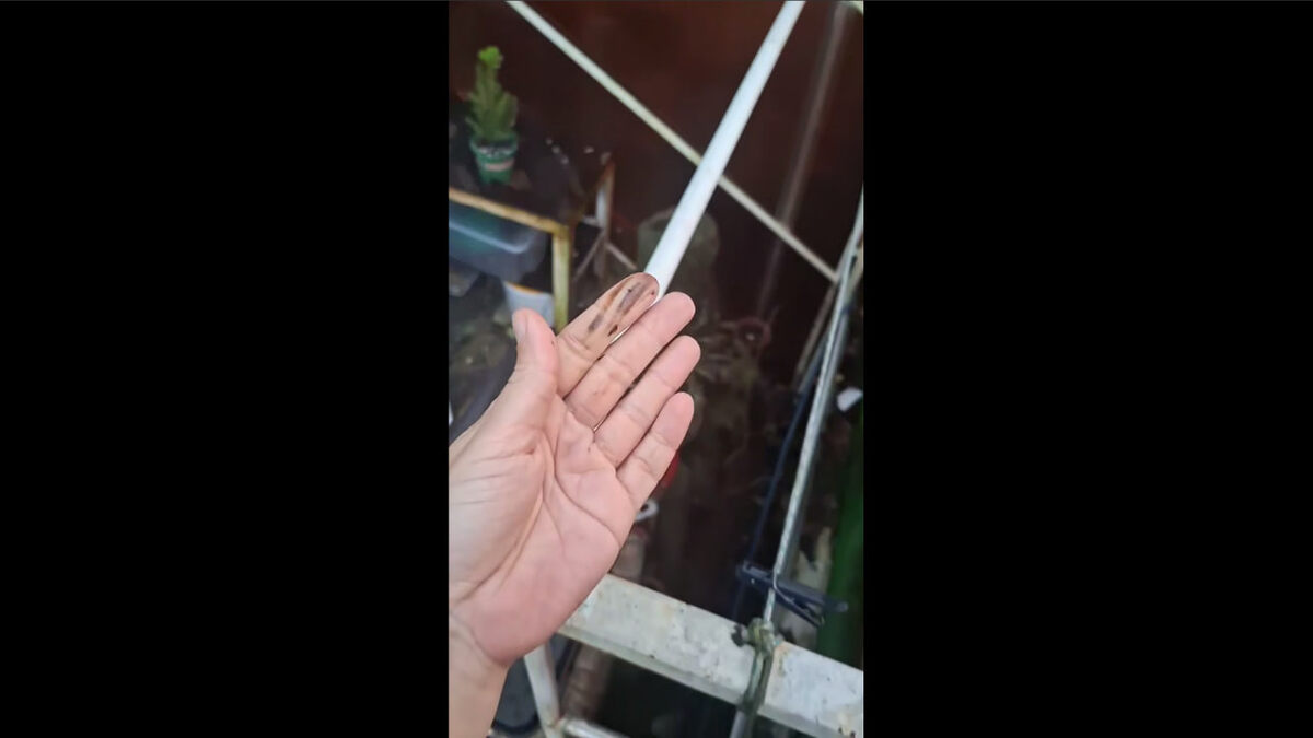 Скрин видео