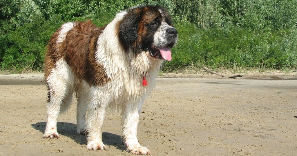 Московская сторожевая: городский защитник с богатой историей