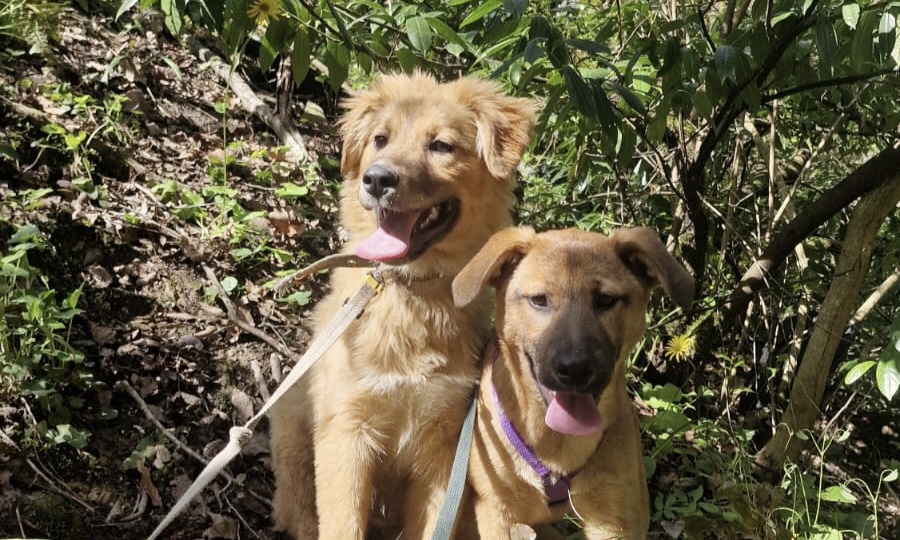 Сочи. Собаку маму и 3х щенков подбросили на железнодорожную станцию Мацеста