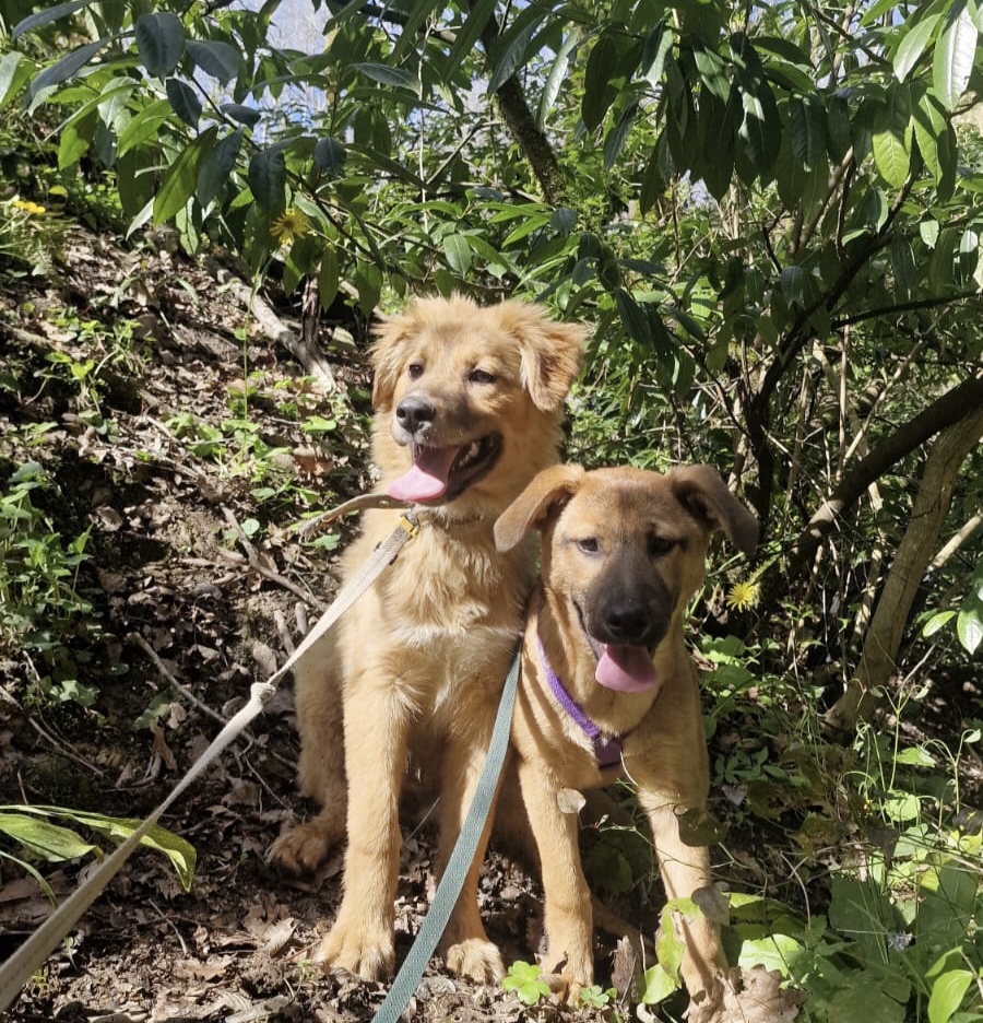 Балу и Лилу