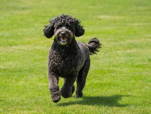 Я думала, что справлюсь без грумера: 5 пород с самым капризным уходом