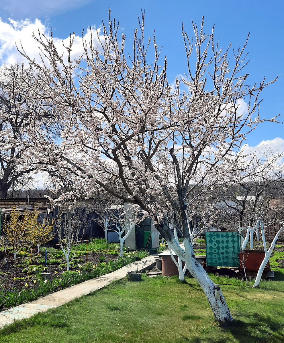 Белят и ствол, и основания скелетных ветвей. Фото Полины СЕМЕНЧЕНКО.