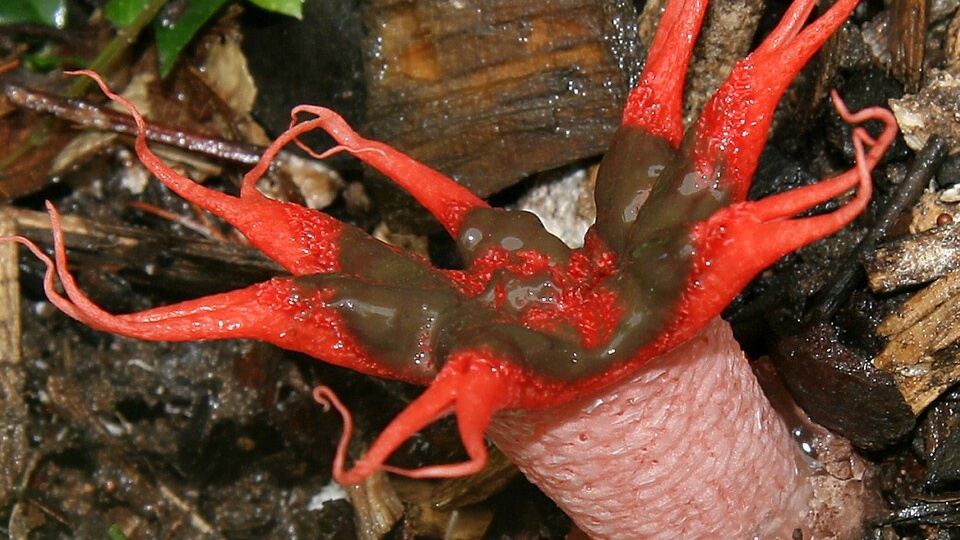 Азероэ: Загадочный Гриб из Семейства Весёлковых