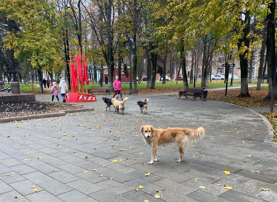 Собаки в парке в Орле