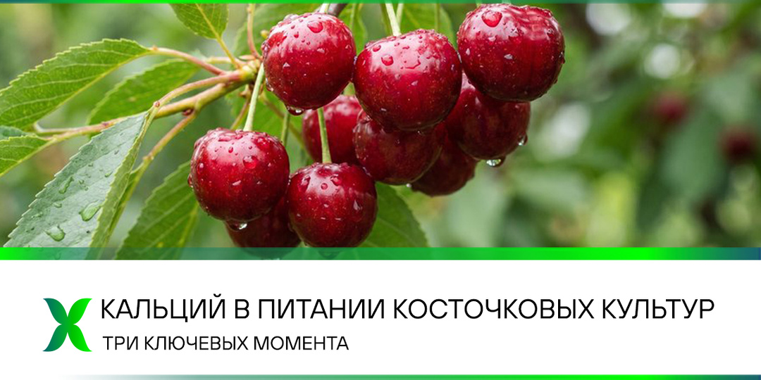 Кальций в питании косточковых культур: три ключевых момента