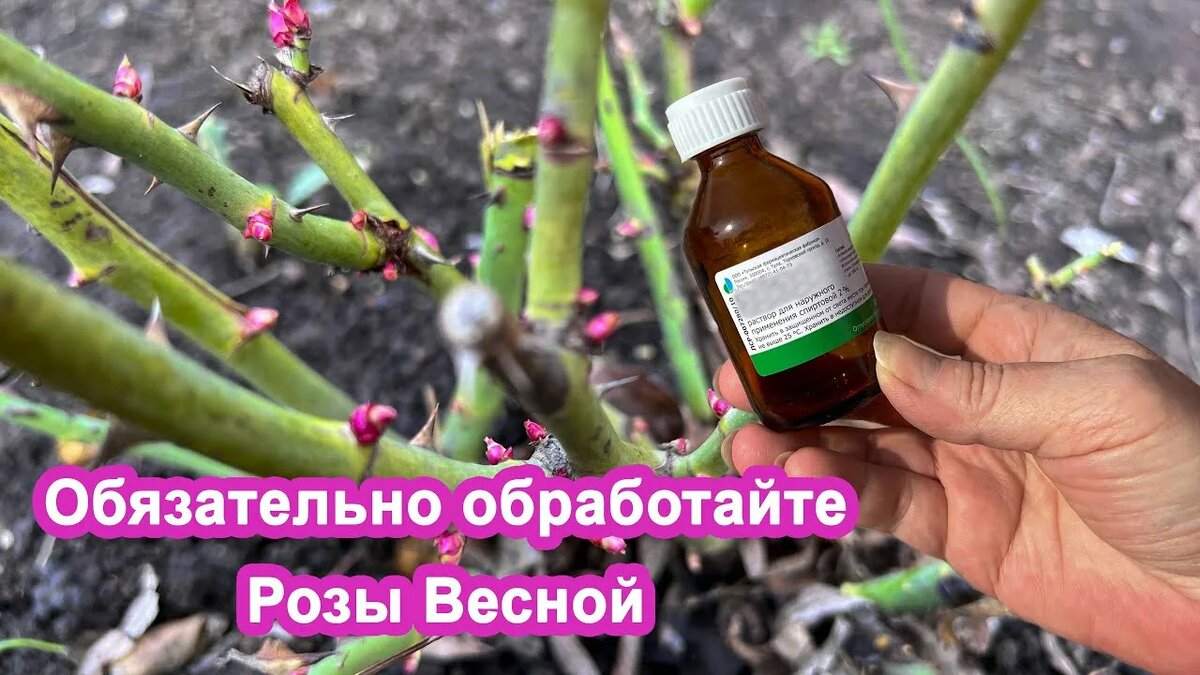 Обработка роз от вредителей весной: защита от пилильщика и тли