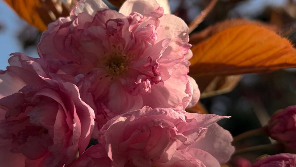 🌿 5 причин приехать в санаторий «Форос» на майские праздники