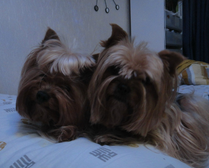 «Это мышь, а не собака!»: как я убедила мужа, что декоративная порода — лучшее решение для квартиры