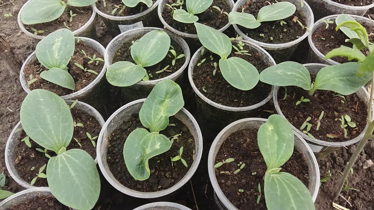 Рассада кабачков