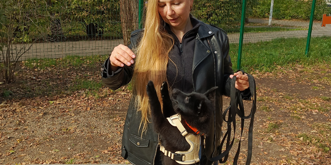 Видео-уроки для самостоятельной коррекции поведения собак: если собака тянет, подбирает, не реагирует на подзыв и др