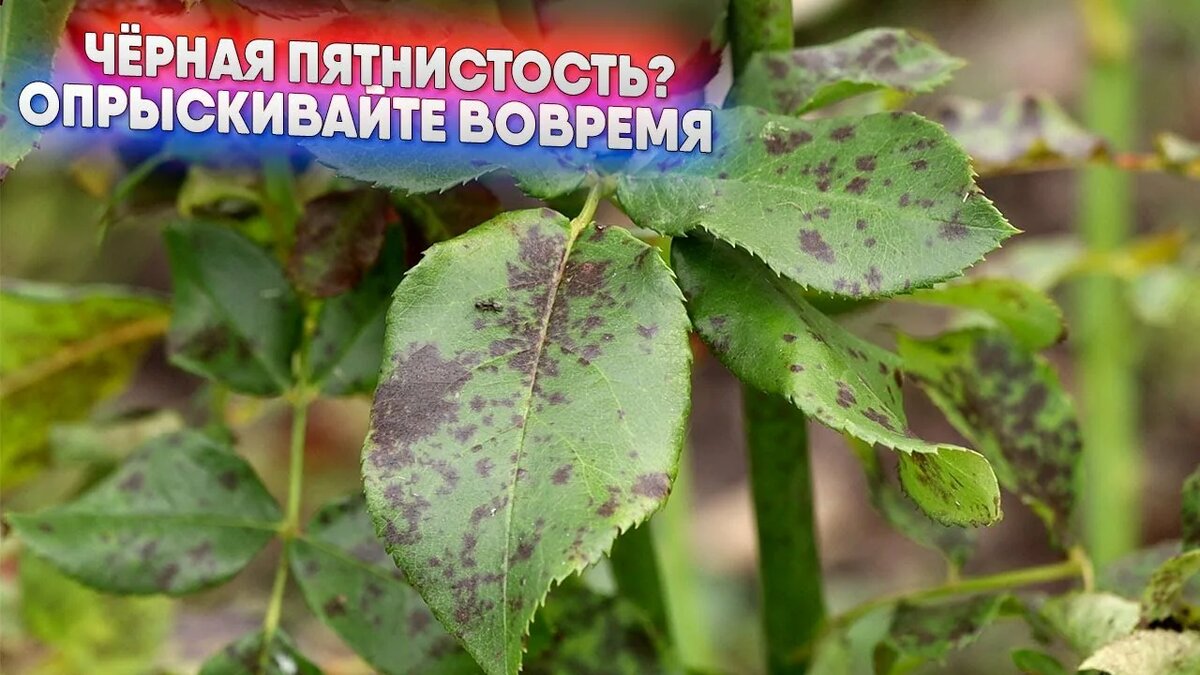 Обработка роз от болезней в апреле: профилактика черной пятнистости
