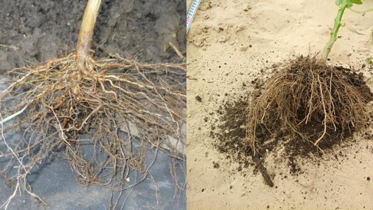 Вот как выглядят корни перца после выкопки. Основная масса — в верхних 20 см