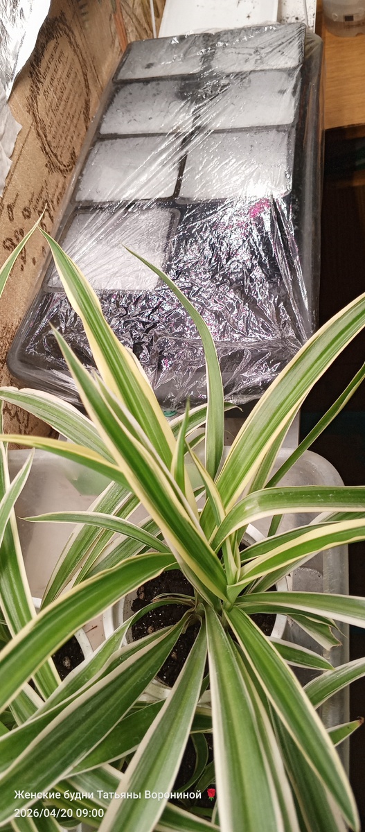 Там под пленкой дыни и кабачки