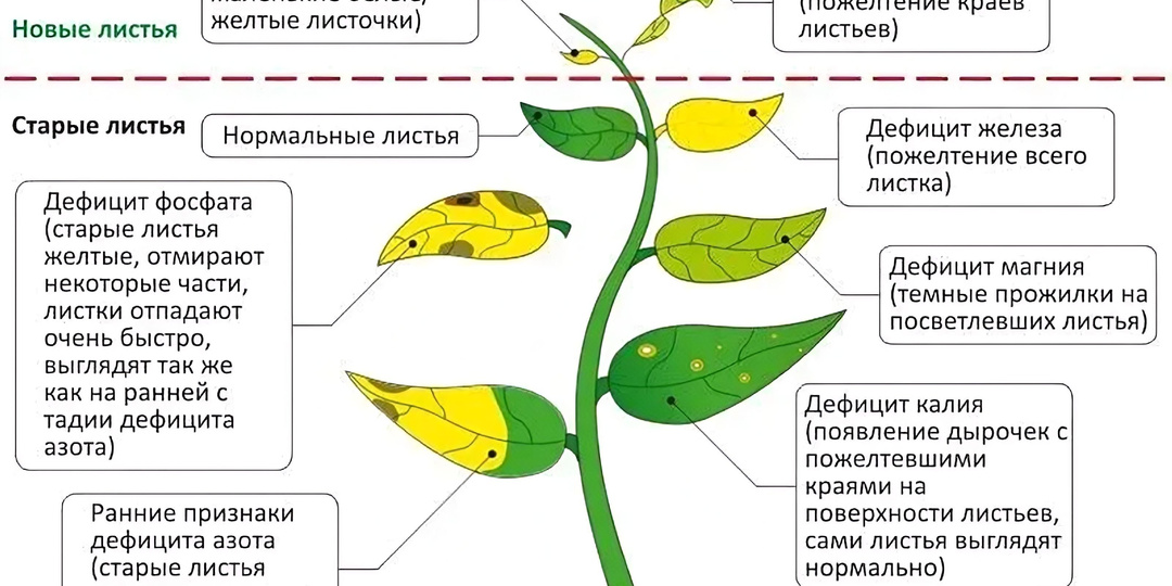 Листья рассады стали желтыми: дефицит элементов или болезнь?