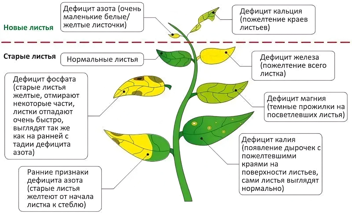 Листья рассады стали желтыми: дефицит элементов или болезнь?