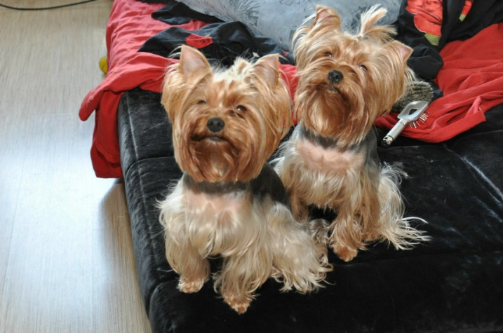 Боль потери собаки не зависима от причины: как это пережить