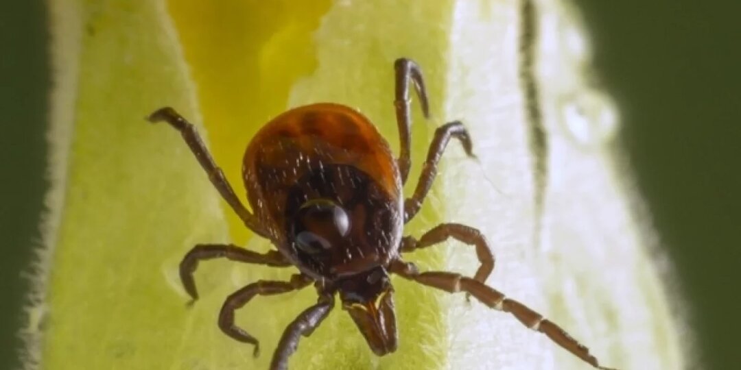 В Ухте круглосуточный травмпункт начал принимать пострадавших от клещей