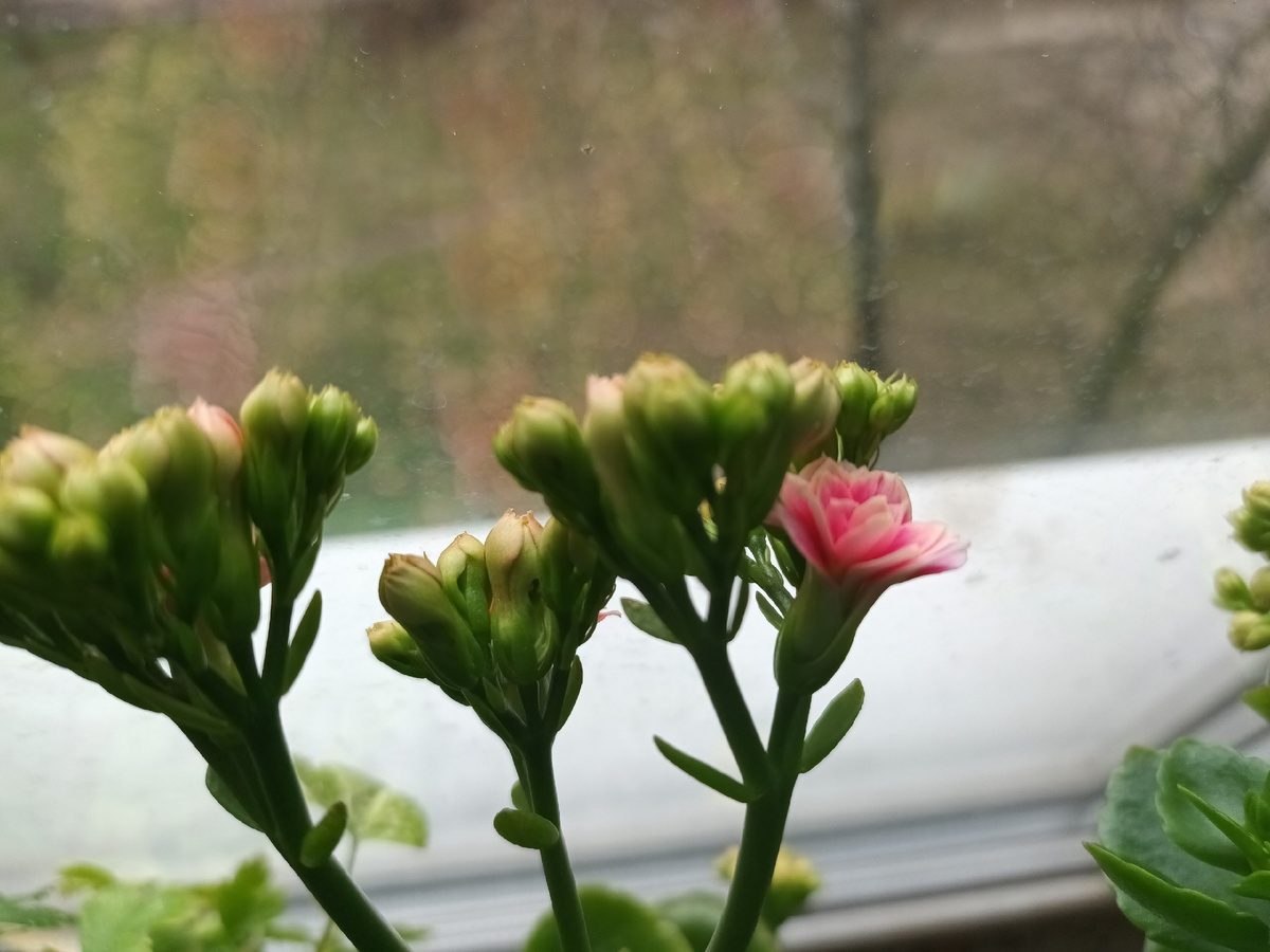 Супруг из другого города похвастал своим цветущим Каланхоэ! 