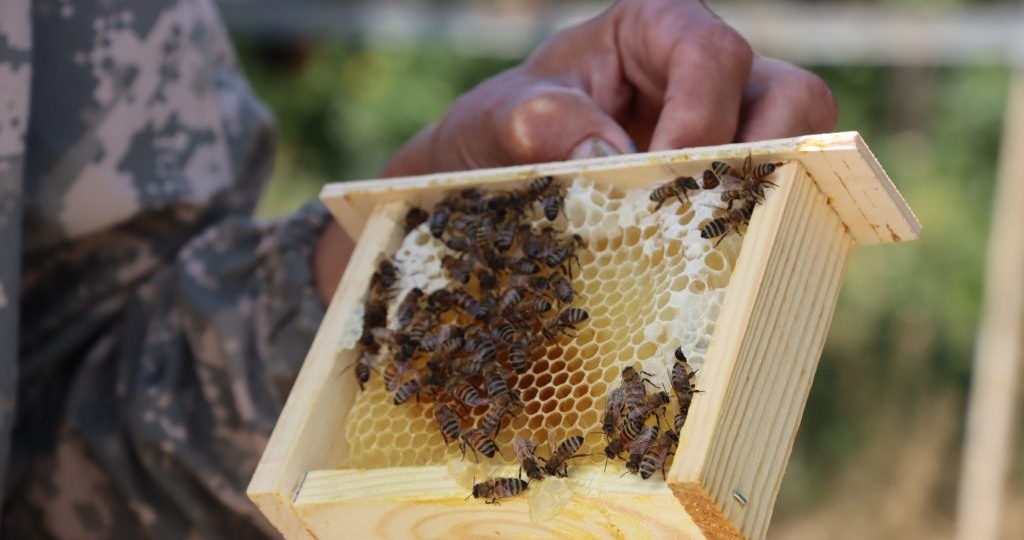 Пчёлы исчезают: как гибель насекомых ставит под угрозу урожай и продовольственную безопасность