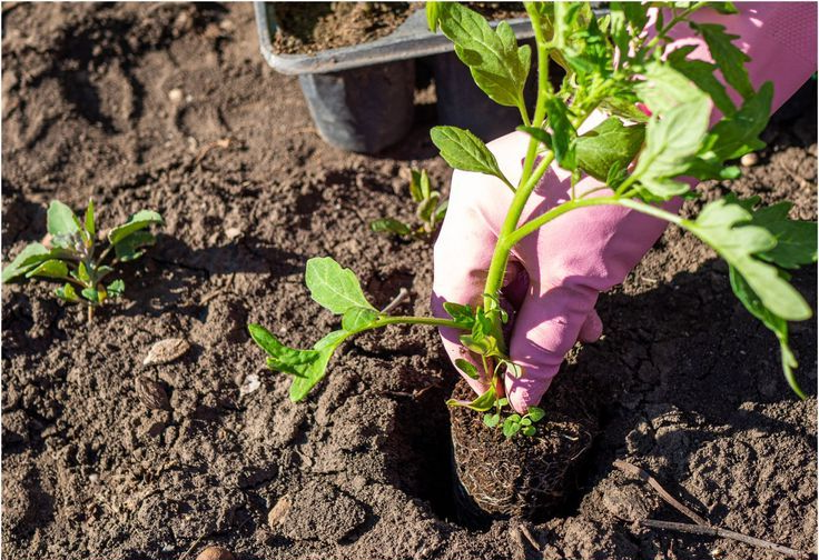 Помидоры в 2026: точные даты посева и высадки