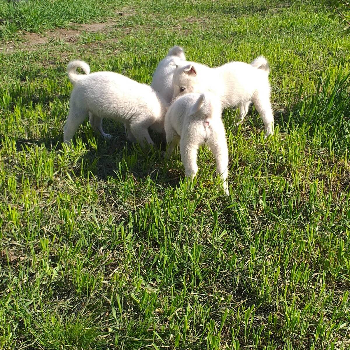 Щенки всегда хотят кушать