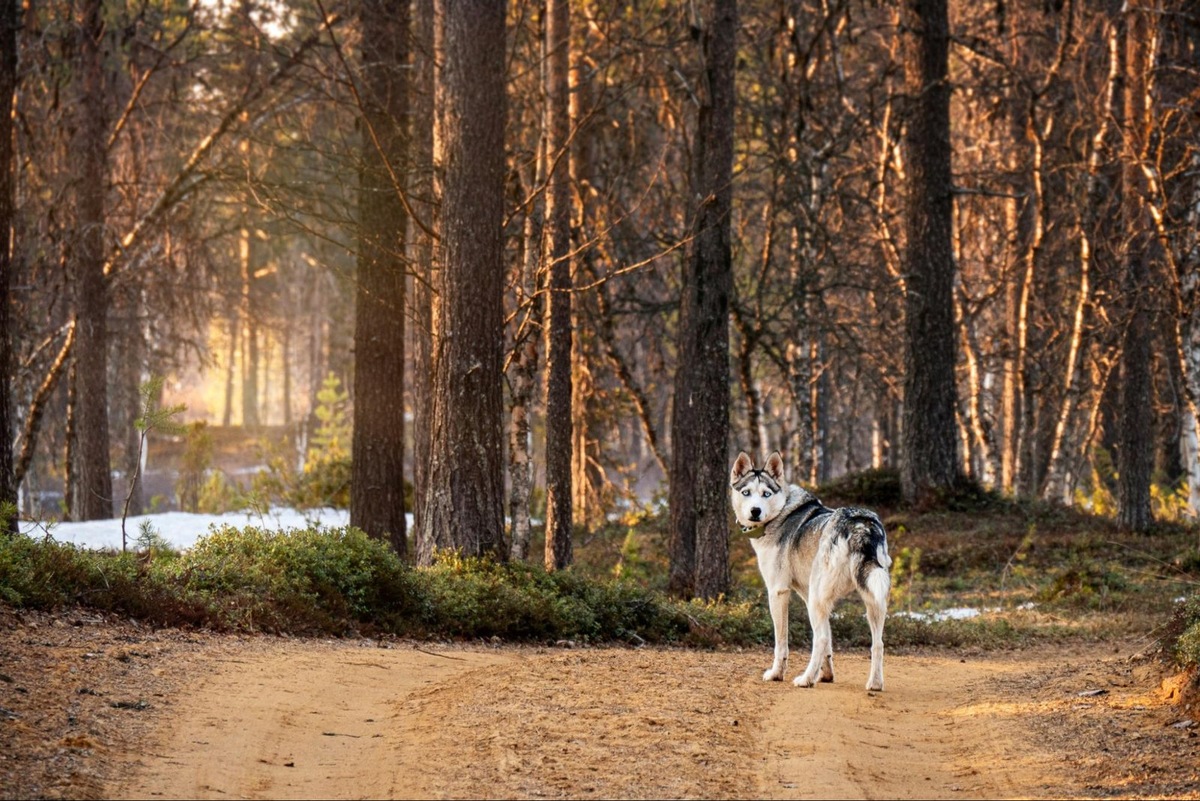    Таблетки от клещей защищают собаку от эктопаразитов