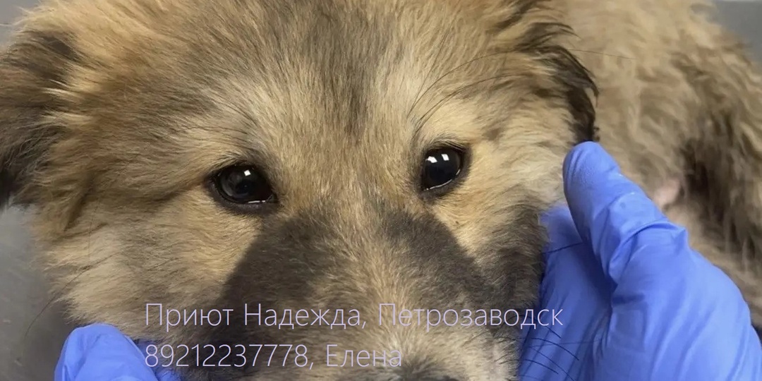 ЛЕВА. ‼️КРИК О ПОМОЩИ МАЛЕНЬКОМУ ЩЕНКУ 💔