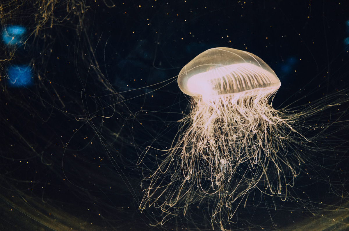 Разработано freepik. Сайт: www.freepik.com.