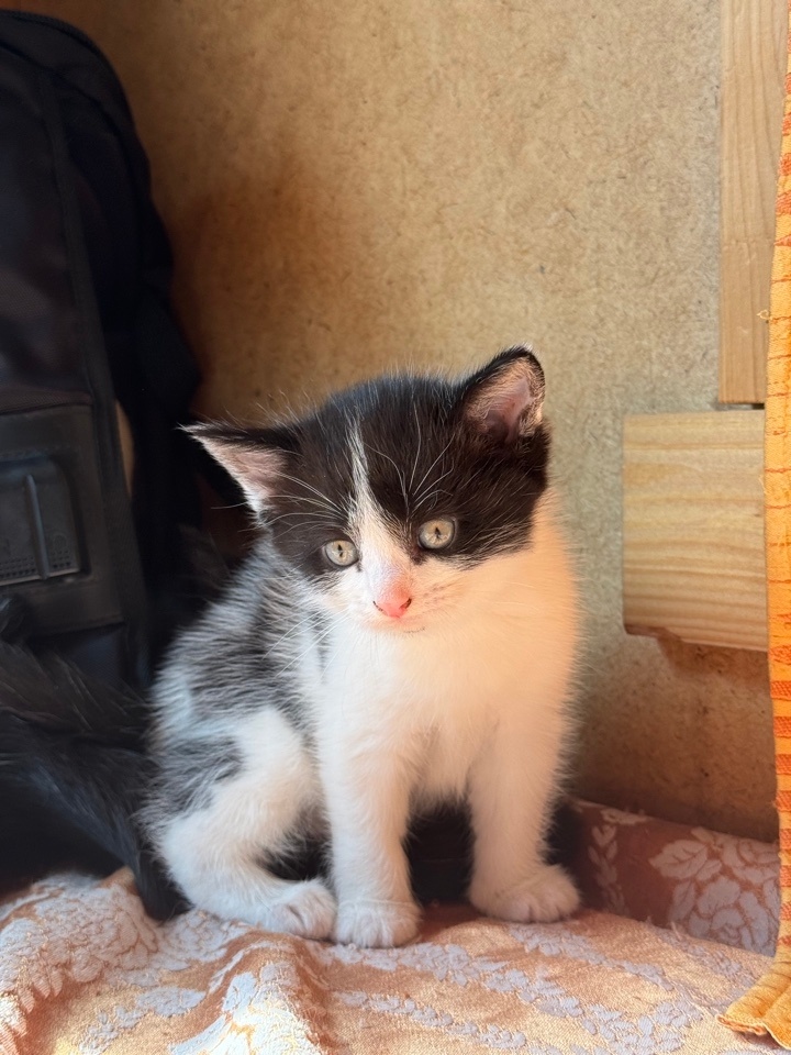 Котенок грустит, потому что ты его не хочешь взять себе