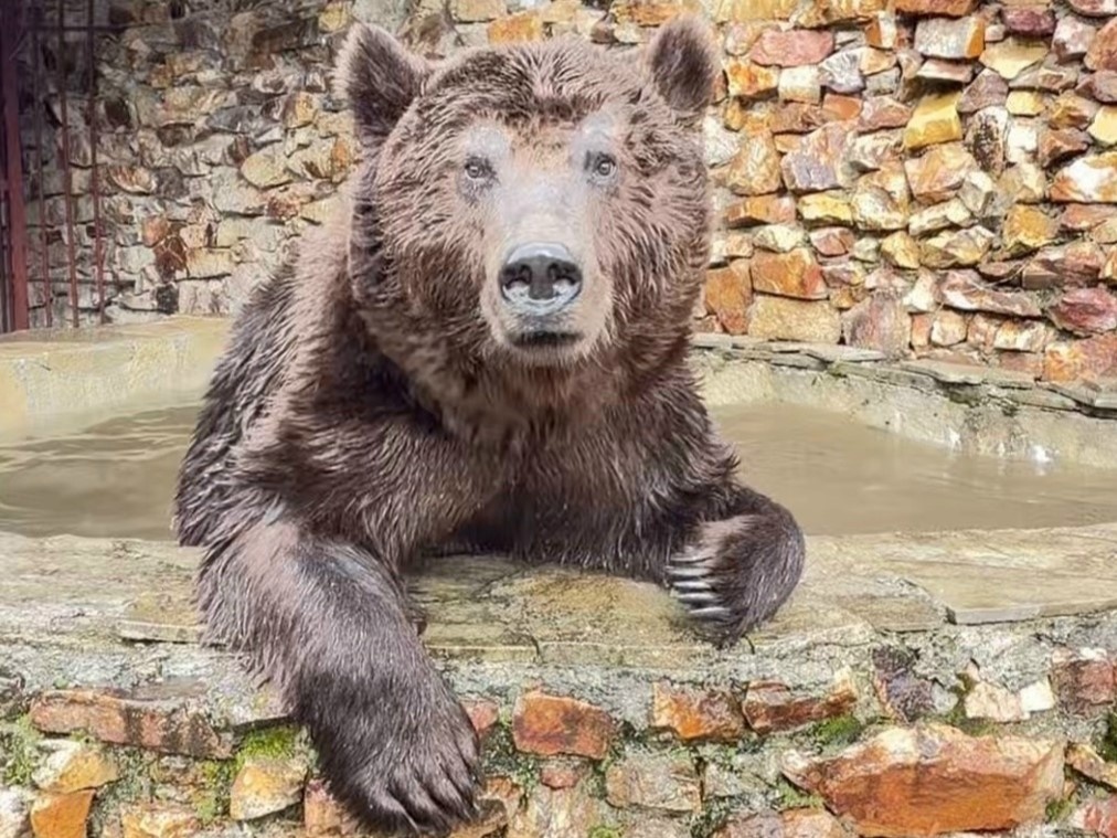 Фото: Медведь Степан | Новая жизнь на Зюраткуле