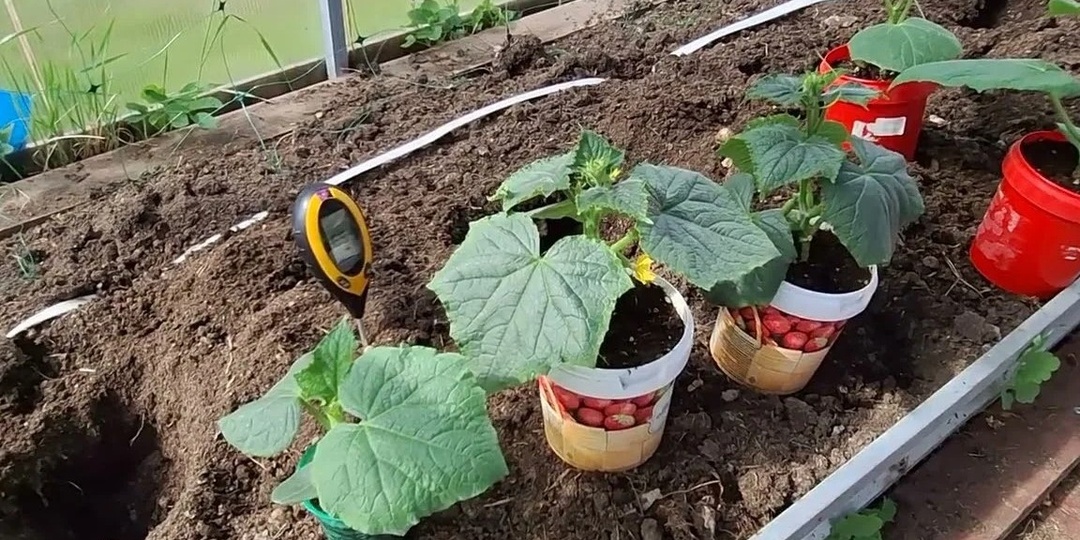 Когда сажать рассаду огурцов в теплицу: 4 условия, которые я проверил за 8 лет