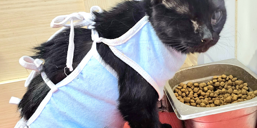 Помогите спасти кошку Еву...