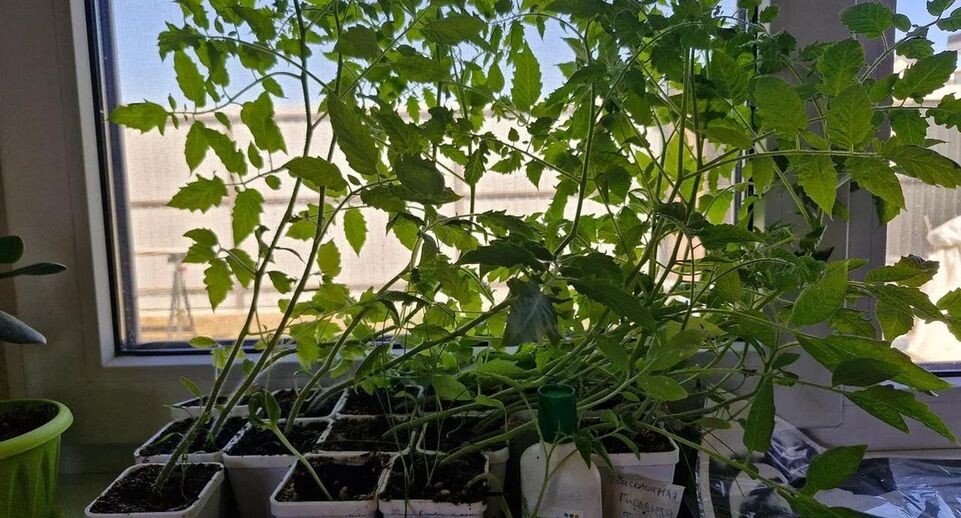 Рассада томатов вытягивается, падает и бледнеет? Агроном назвал дозировку монофосфата калия, которая работает