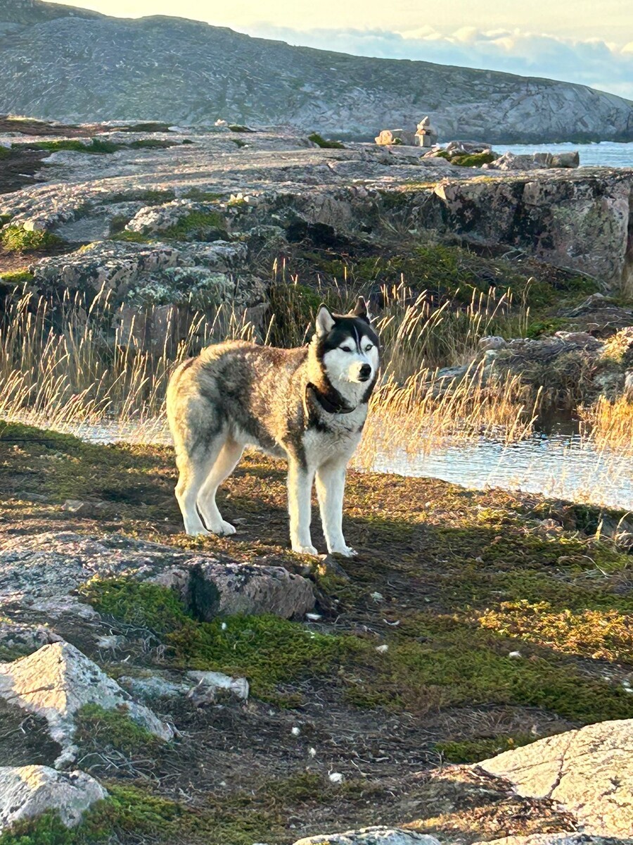 Хаски, ну куда ж без них....