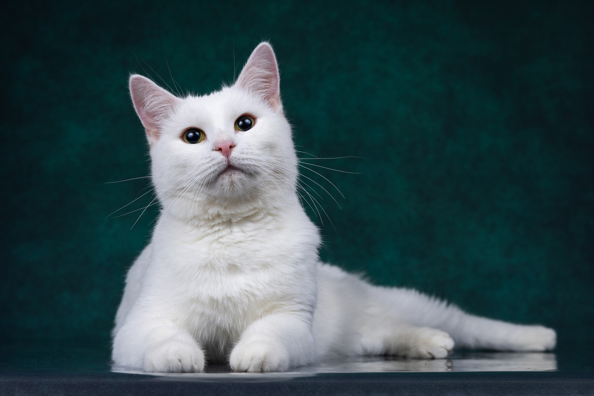 Где ты, мой человек?