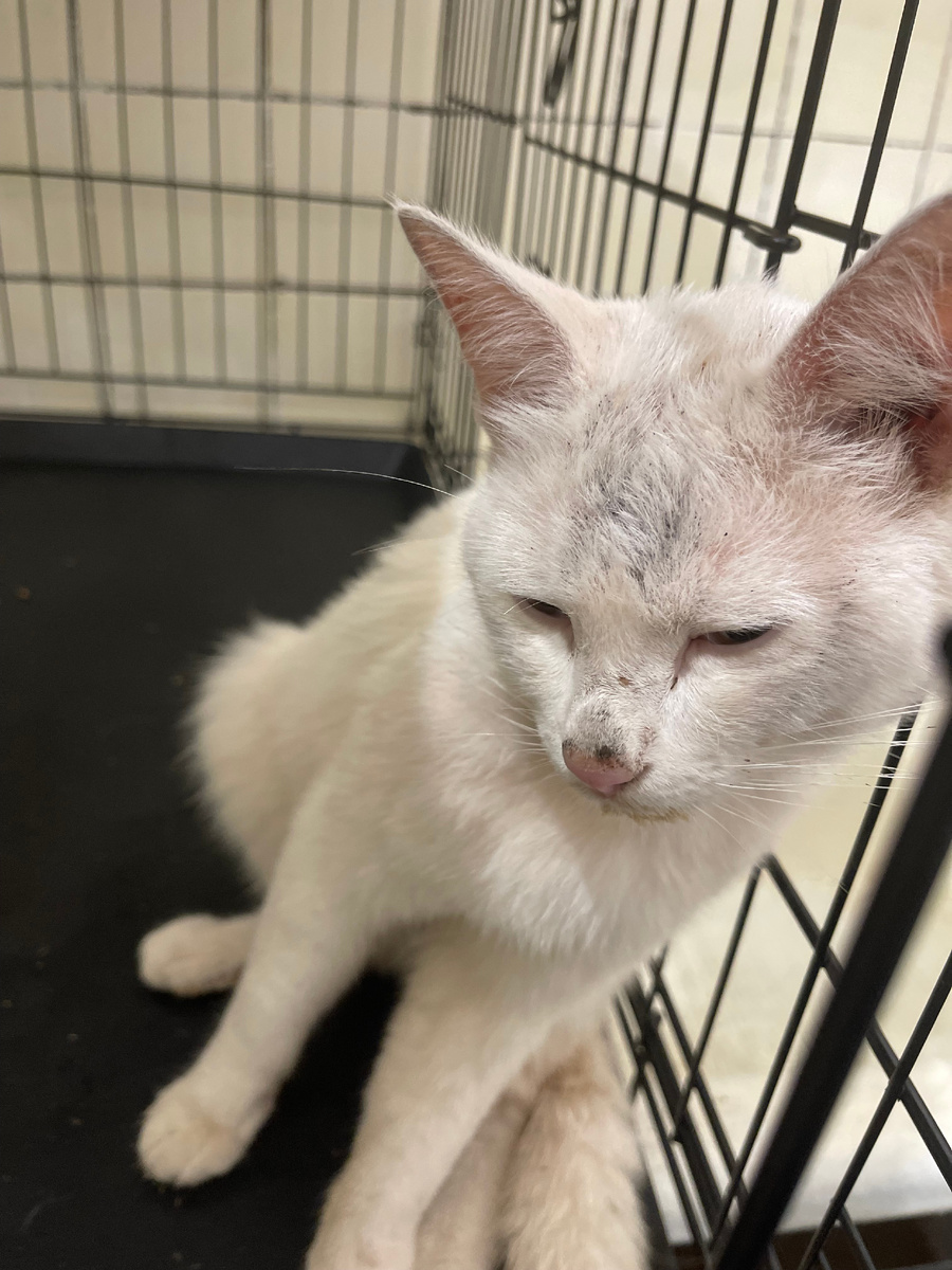 Вовремя меня забрали, а то бы так и съели меня блошки