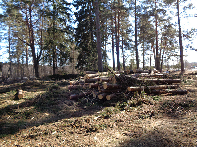 Не пашня, а склад бревен: на сельхозземлях в Тверской области выявлены нарушения