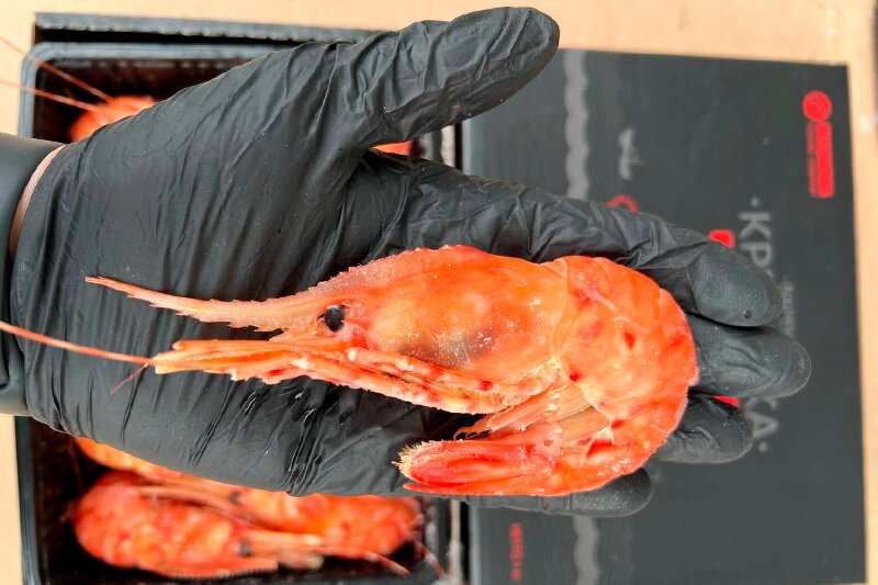 Креветка гребенчатая (ботан)