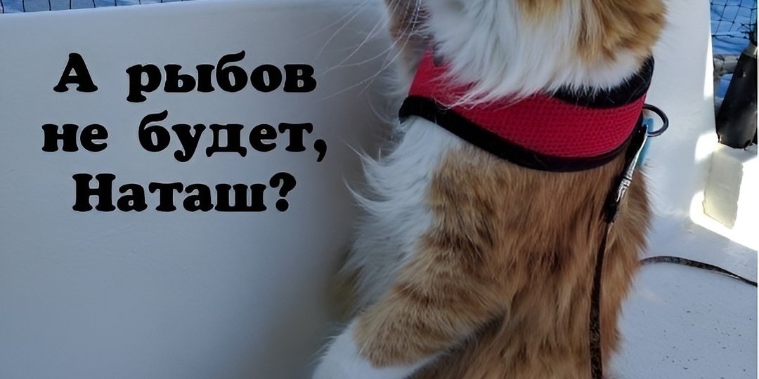 Мемы с котиками для отличного настроения: 15 фото, которые помирят с бабушкой