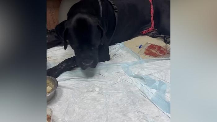 Обложка © Telegram / SHOT ПРОВЕРКА