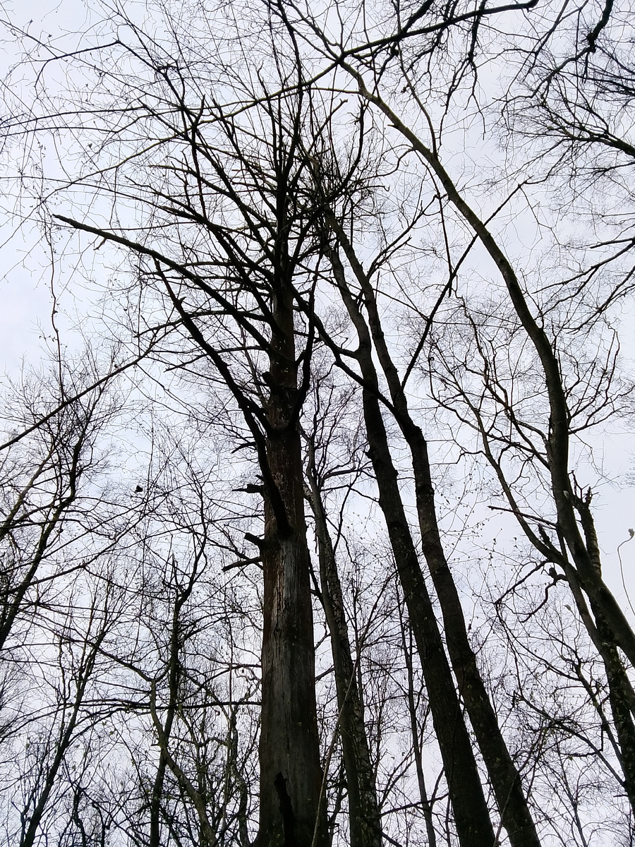 Видимо достаточно давно
