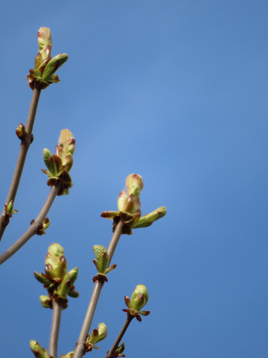 Фото автора. Каштан зацветает.