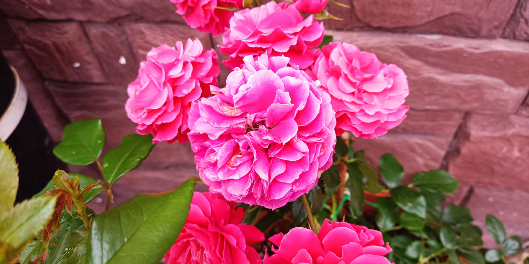 МОЛОДЫЕ РОЗЫ ВЕСНОЙ. КАК УХАЖИВАТЬ?