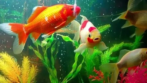 ТОП‑10 стайных рыб, создающих эффектное движение в аквариуме