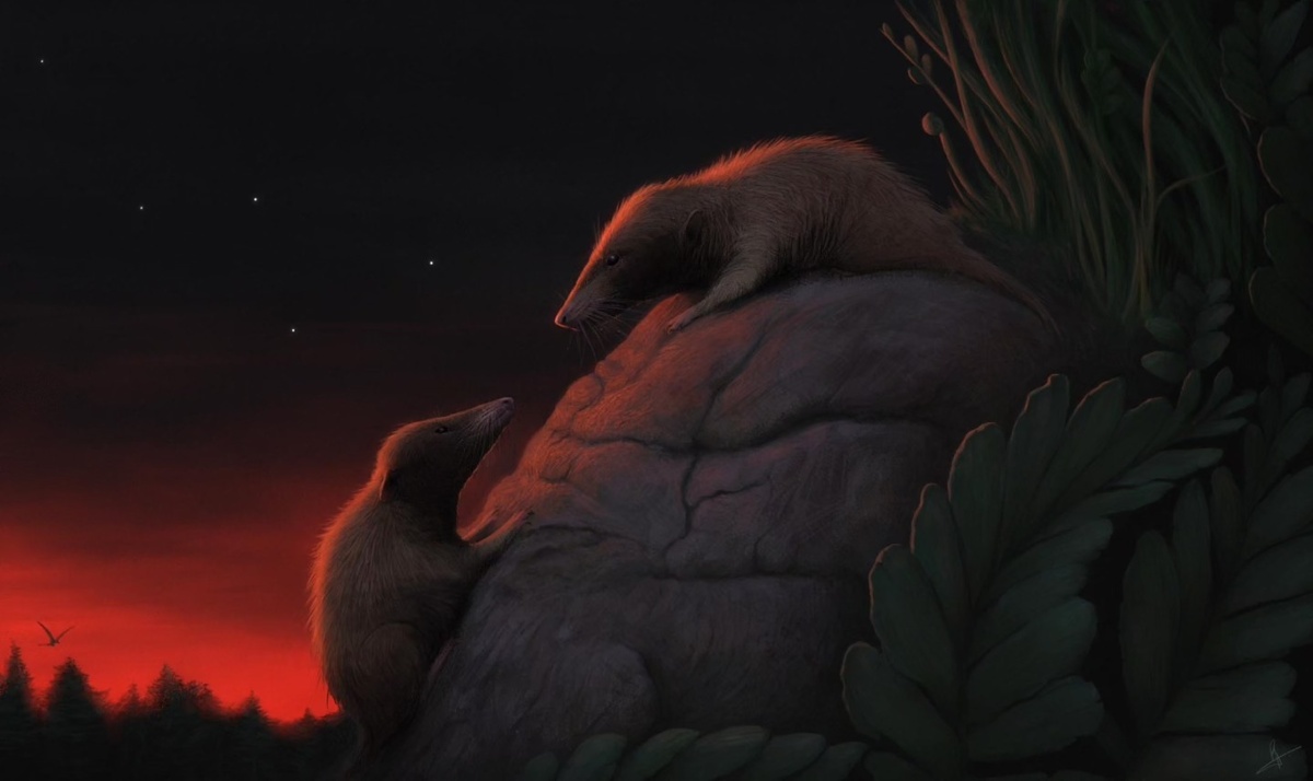 Nujalikodon cassiopeiae. Иллюстрация: Pedro Andrade.