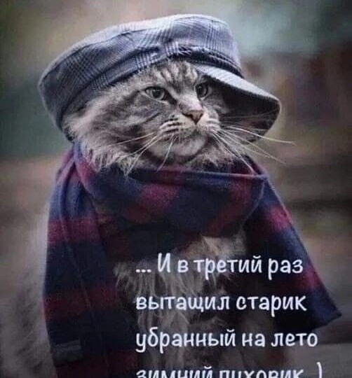 Мемы с животными новая подборка