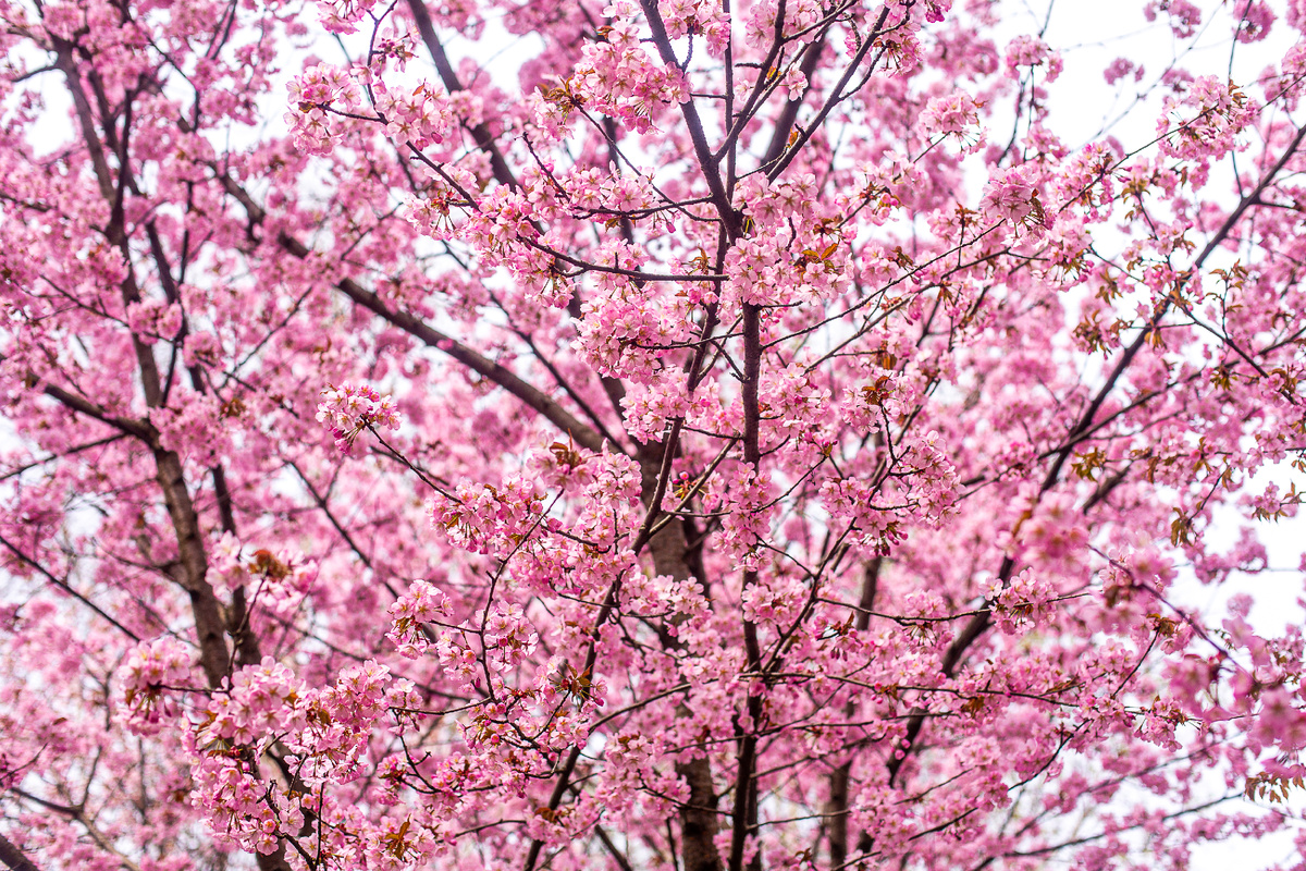 Цветущая сакура в исторической местности Каменная Плотина (природный заказник "Долина реки Сетунь", недалеко от Мосфильмовского пруда). Москва. Фото автора статьи